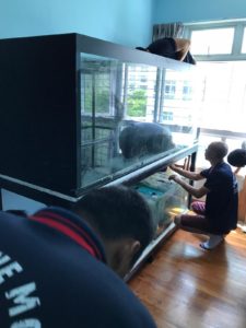 Fish tank moving in singapore – move move movers Fish tank mover